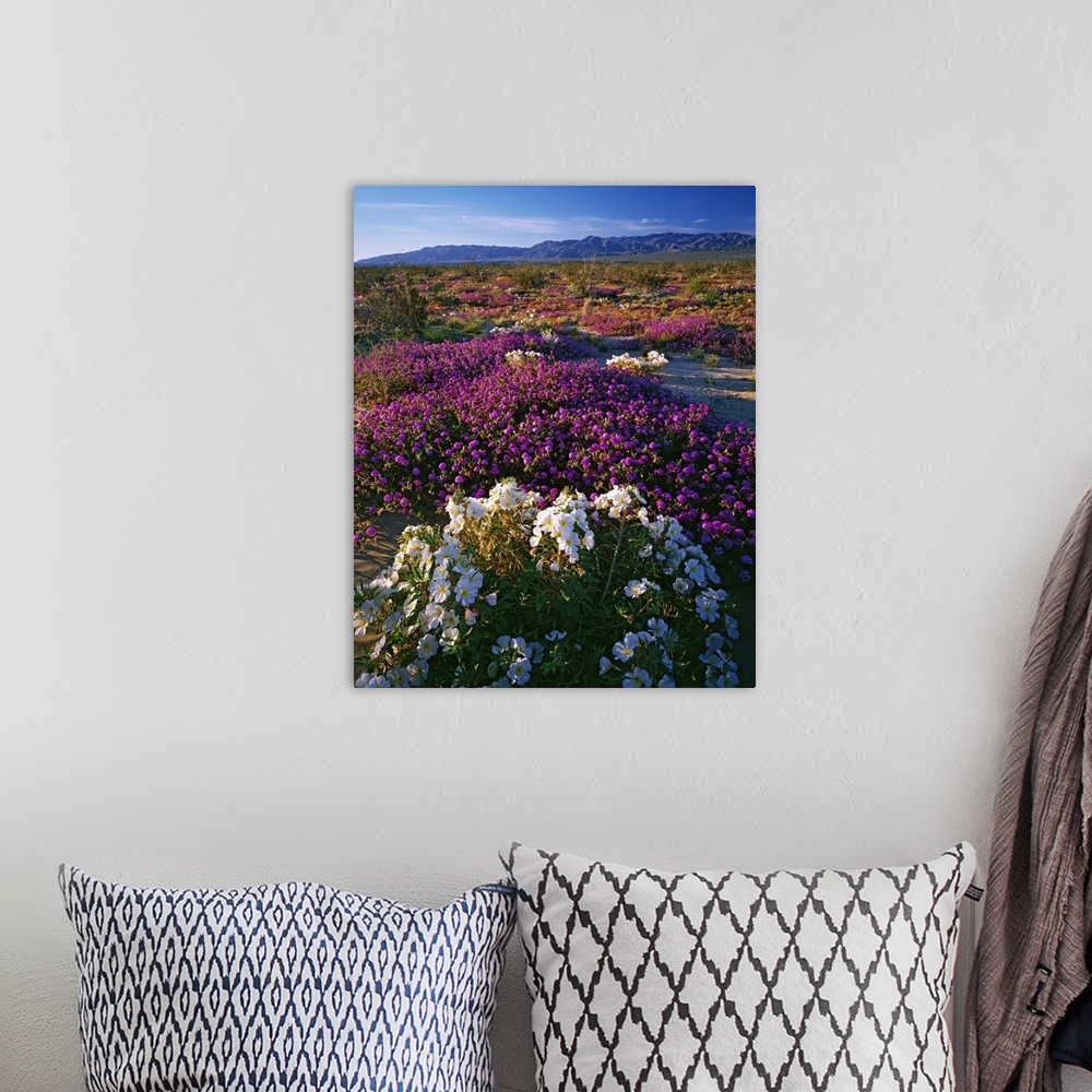 A bohemian room featuring USA, California, Anza-Borrego State Park. Evening primrose and sand verbena in bloom.