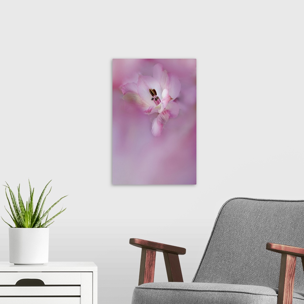 A modern room featuring USA, California. Close-up of alstroemeria flower. Credit: Dennis Flaherty / Jaynes Gallery