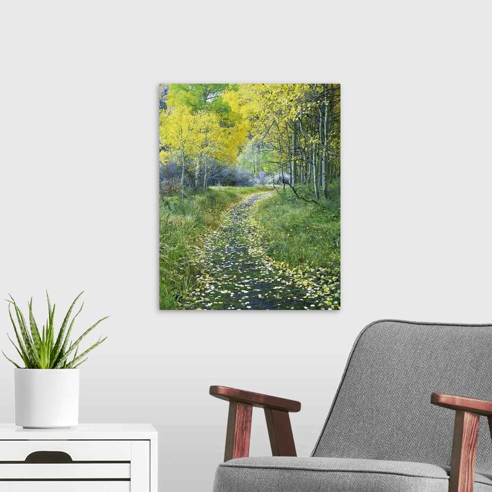 A modern room featuring USA, California, Eastern Sierra Mountains. Leaf-covered path leads into an aspen forest.