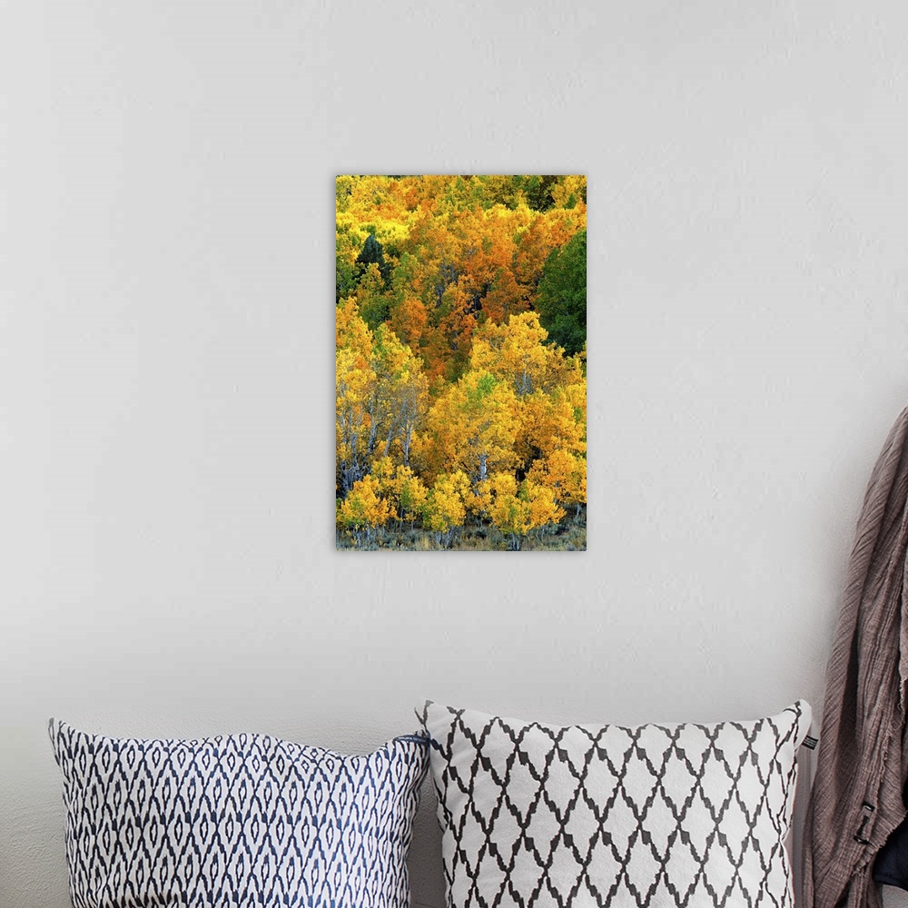 A bohemian room featuring USA, California, Eastern Sierra Nevada Mountains. Aspen trees in autumn color.