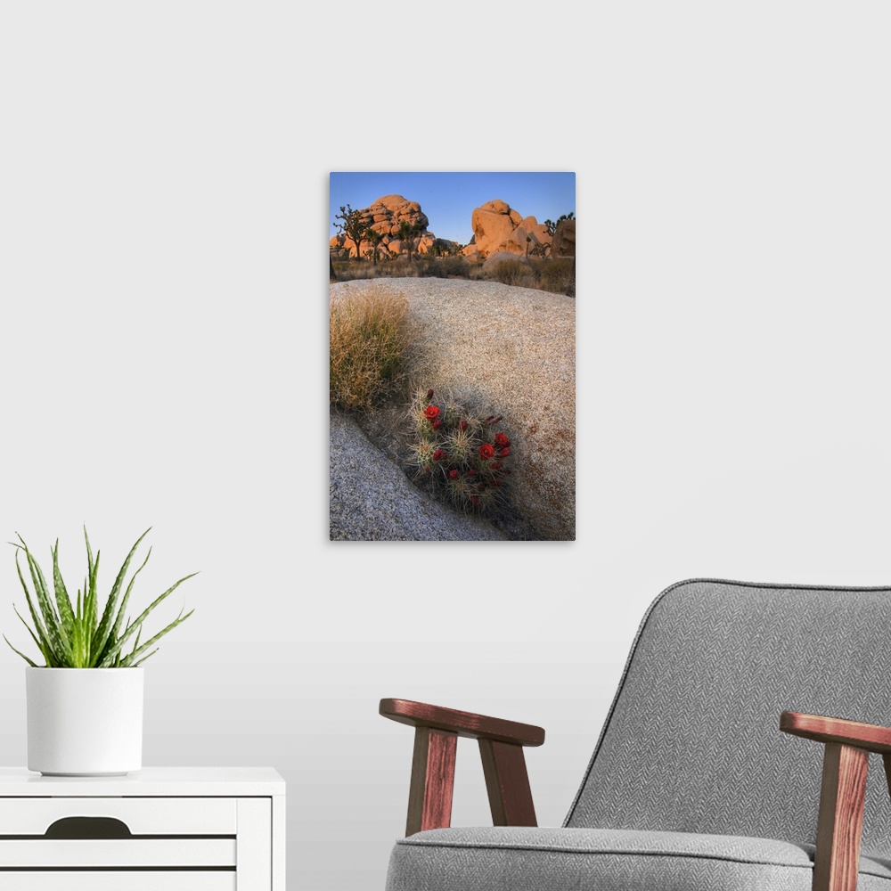 A modern room featuring USA, California, Joshua Tree National Park. A desert cactus blooms amidst the park's rocky landsc...