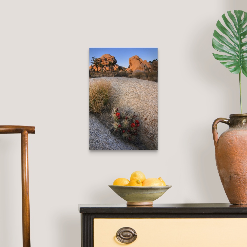 A traditional room featuring USA, California, Joshua Tree National Park. A desert cactus blooms amidst the park's rocky landsc...