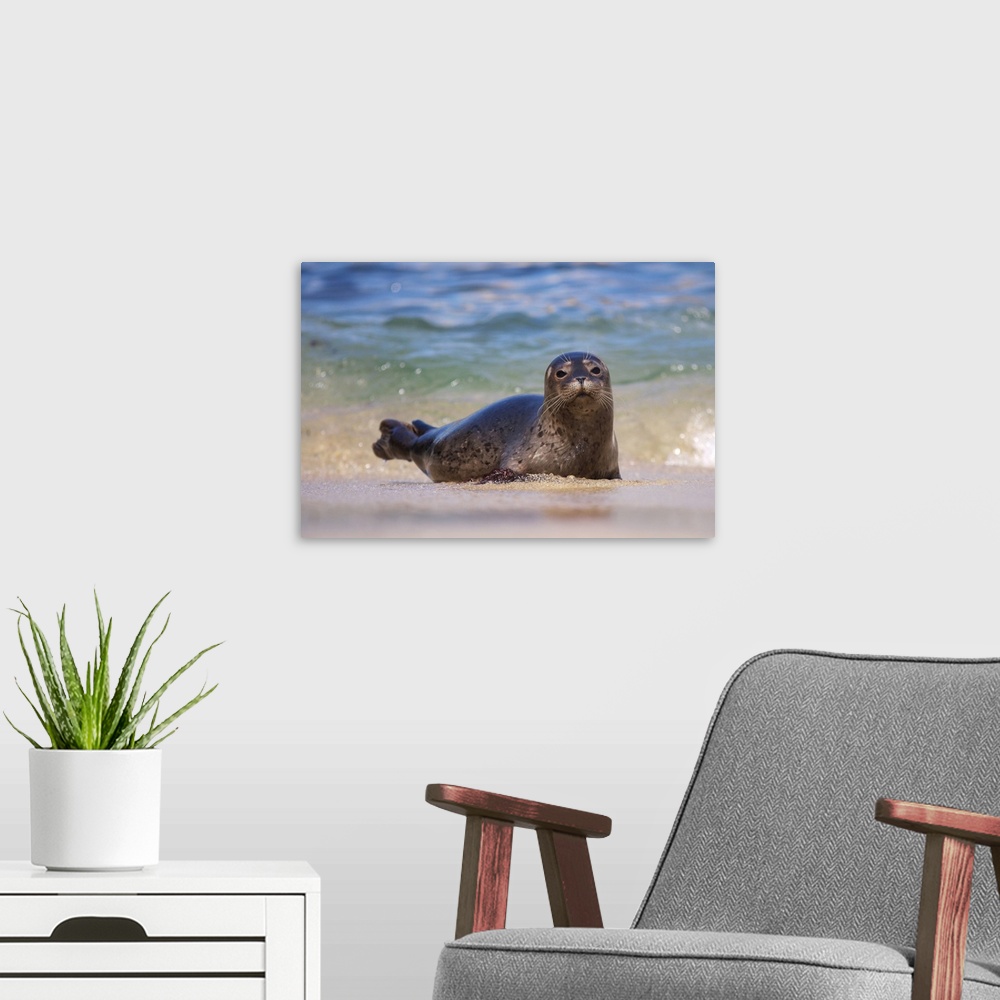 A modern room featuring USA, California, La Jolla. Baby harbor seal in beach water.
