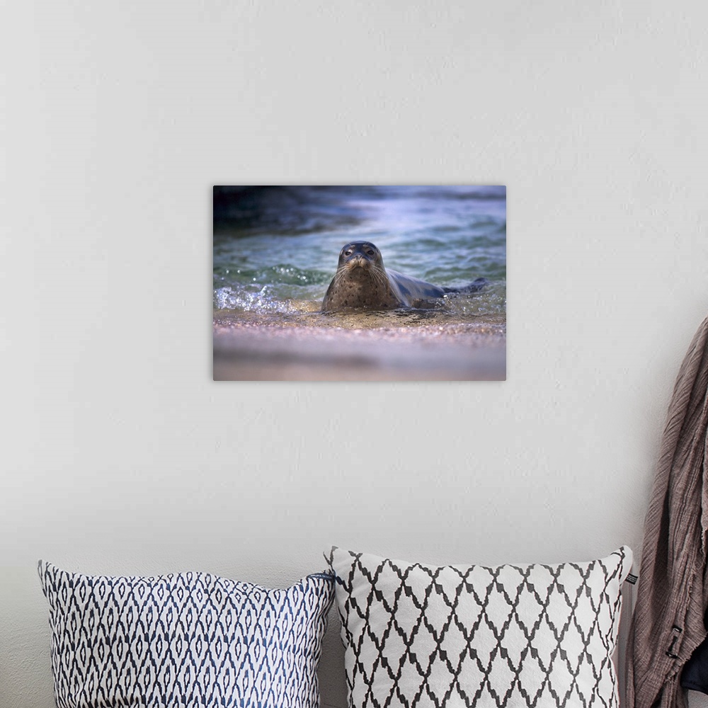 A bohemian room featuring USA, California, La Jolla. Baby harbor seal in beach water.