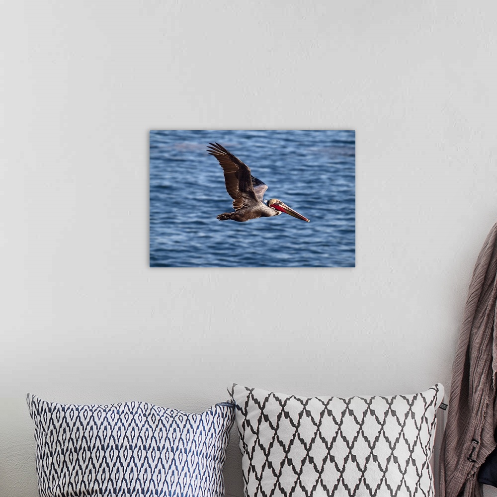 A bohemian room featuring USA, California, La Jolla, Brown pelican with breeding plummage near La Jolla Cove