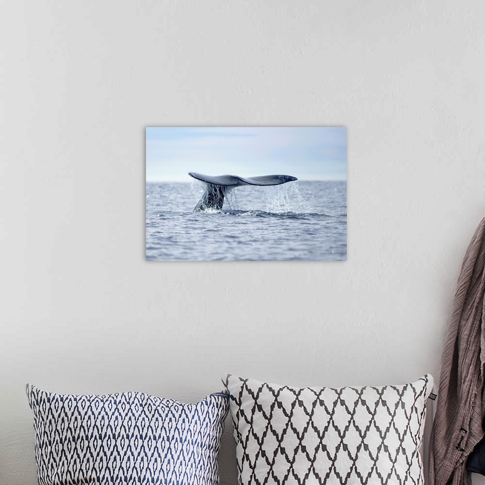 A bohemian room featuring USA, California, La Jolla. Gray whale tail in dive.