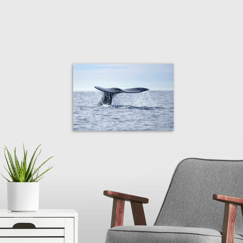 A modern room featuring USA, California, La Jolla. Gray whale tail in dive.