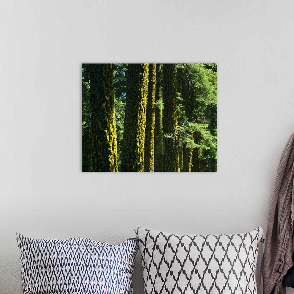 A bohemian room featuring California. USA. Lichen on trunks of Douglas fir trees (Pseudotsuga menziesii) . Lassen National ...