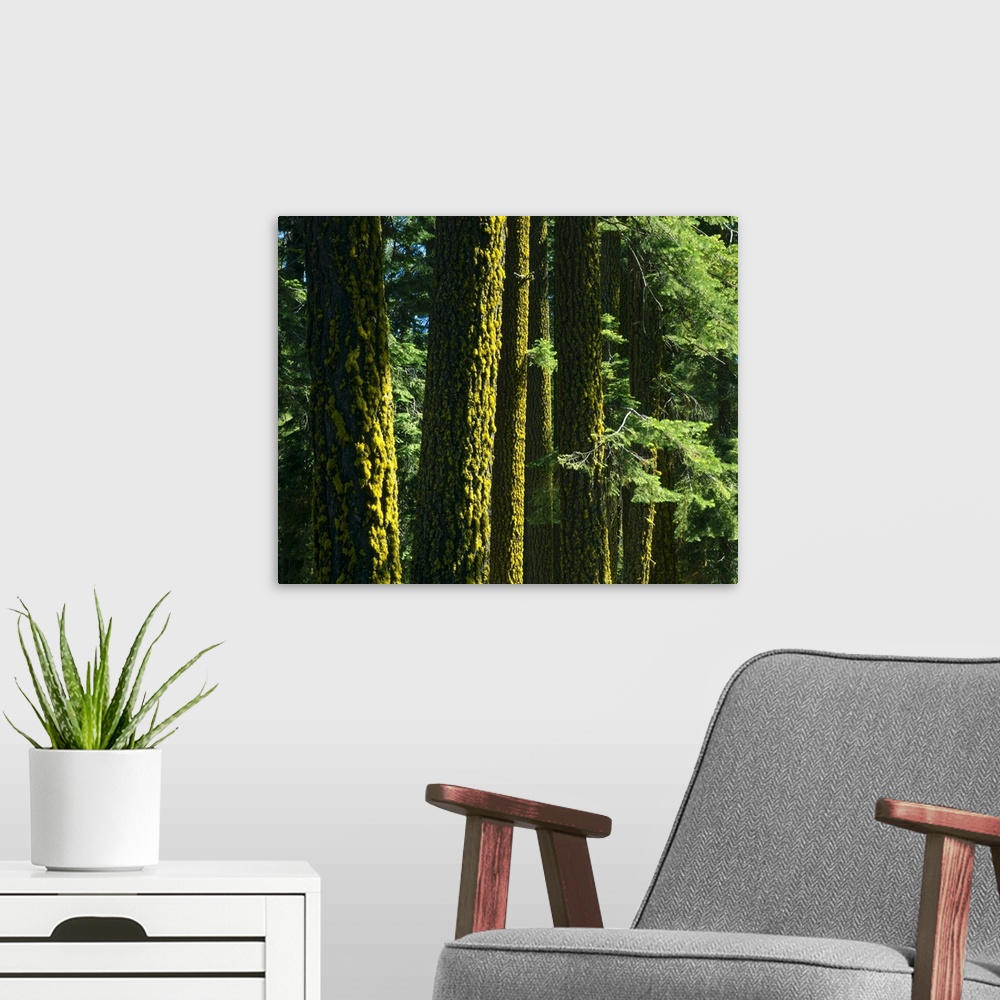 A modern room featuring California. USA. Lichen on trunks of Douglas fir trees (Pseudotsuga menziesii) . Lassen National ...