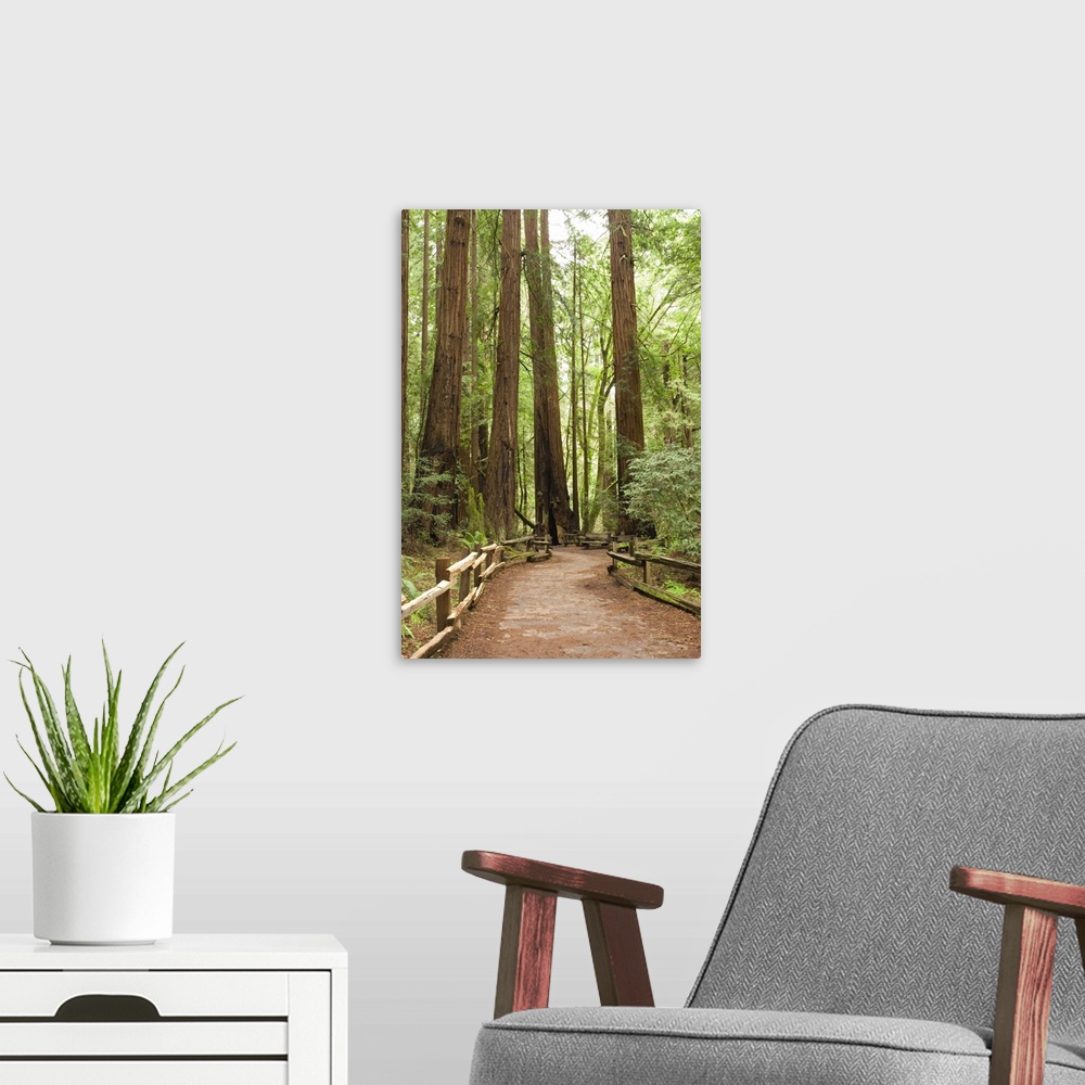 A modern room featuring California, Marin County, Muir Woods National Monument.