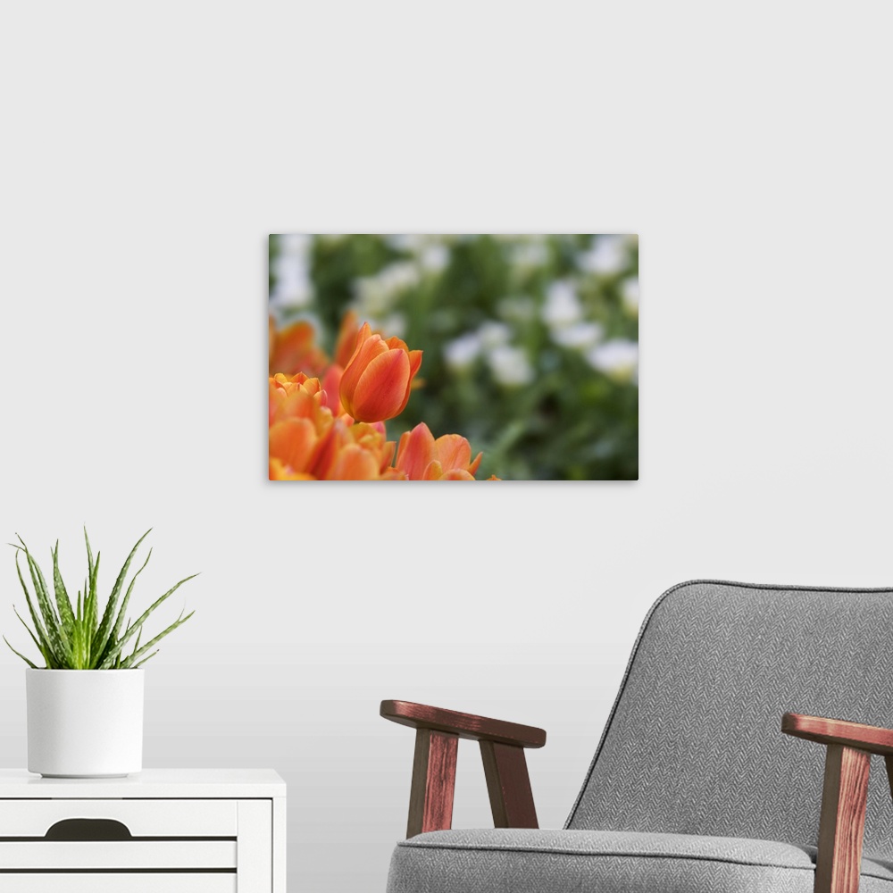 A modern room featuring USA, California. Monarch tulips close-up. Credit: Dennis Flaherty / Jaynes Gallery