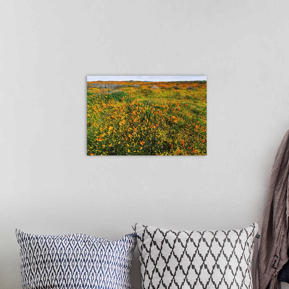 A bohemian room featuring California Poppies And Goldfield, Antelope Valley, California, USA