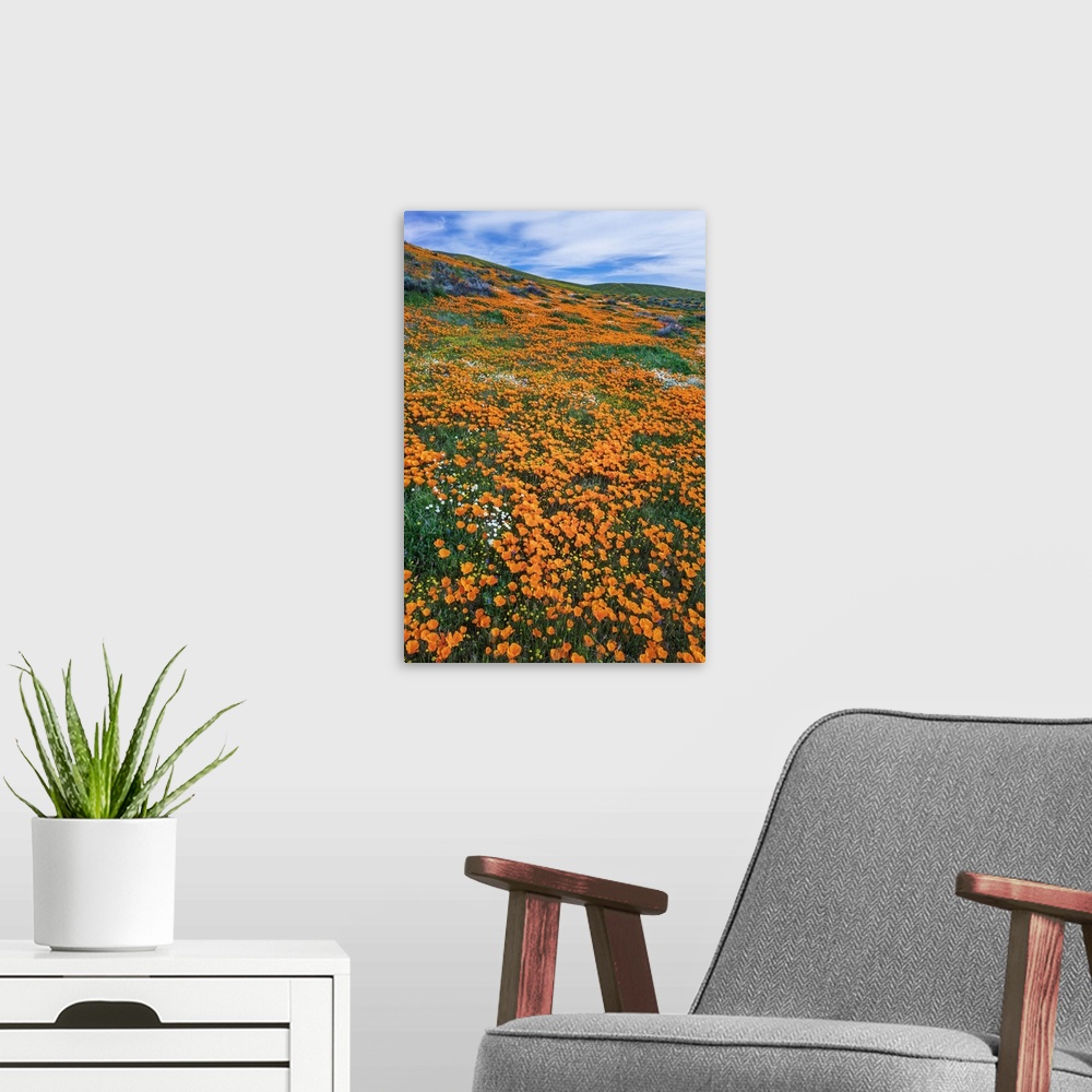 A modern room featuring California Poppies, Antelope Valley, California, USA