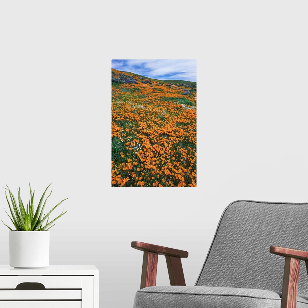A modern room featuring California Poppies, Antelope Valley, California, USA