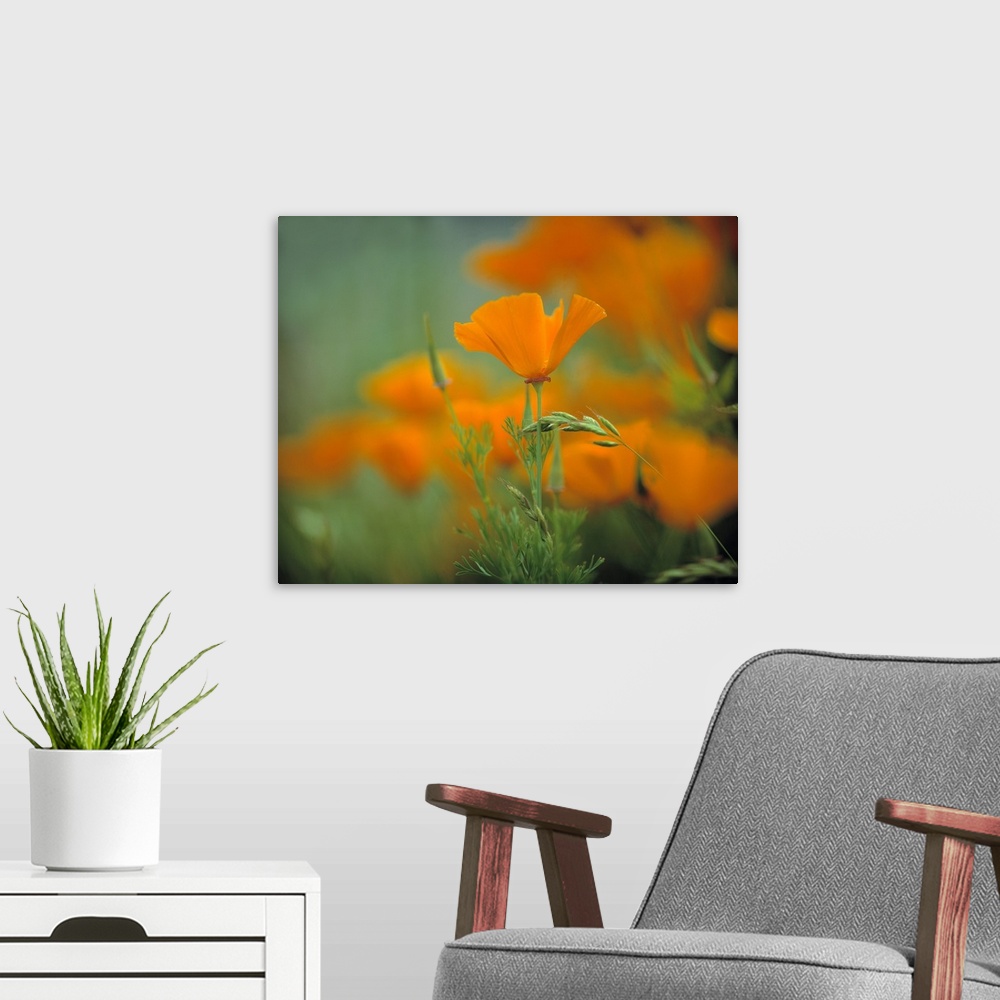 A modern room featuring California, Redwood National Park. California poppies cover the hillside in Redwood National Park...