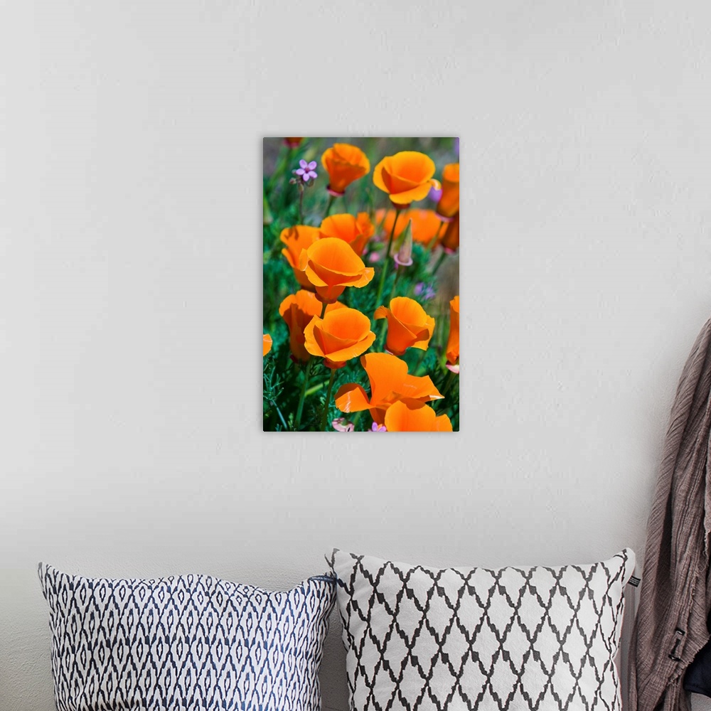 A bohemian room featuring California Poppies (Eschscholzia californica), Antelope Valley, California USA.