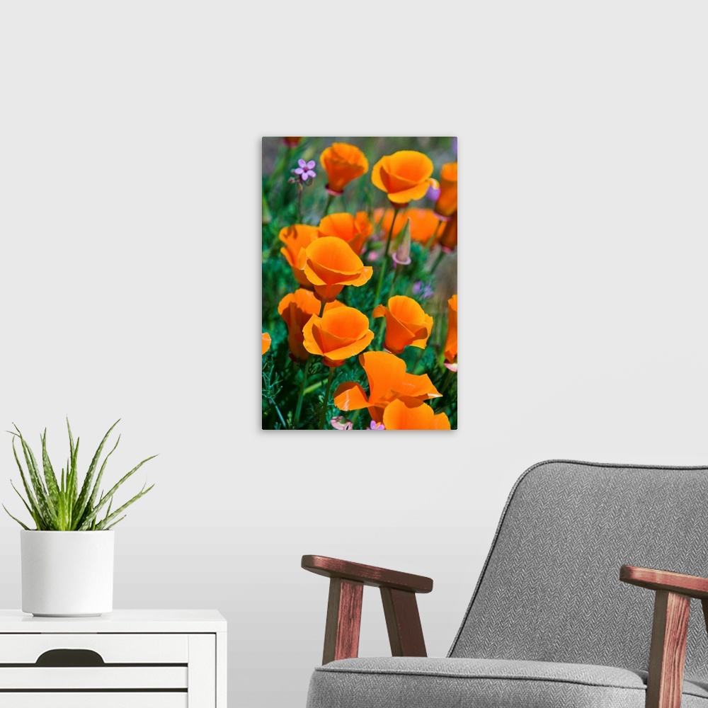 A modern room featuring California Poppies (Eschscholzia californica), Antelope Valley, California USA.