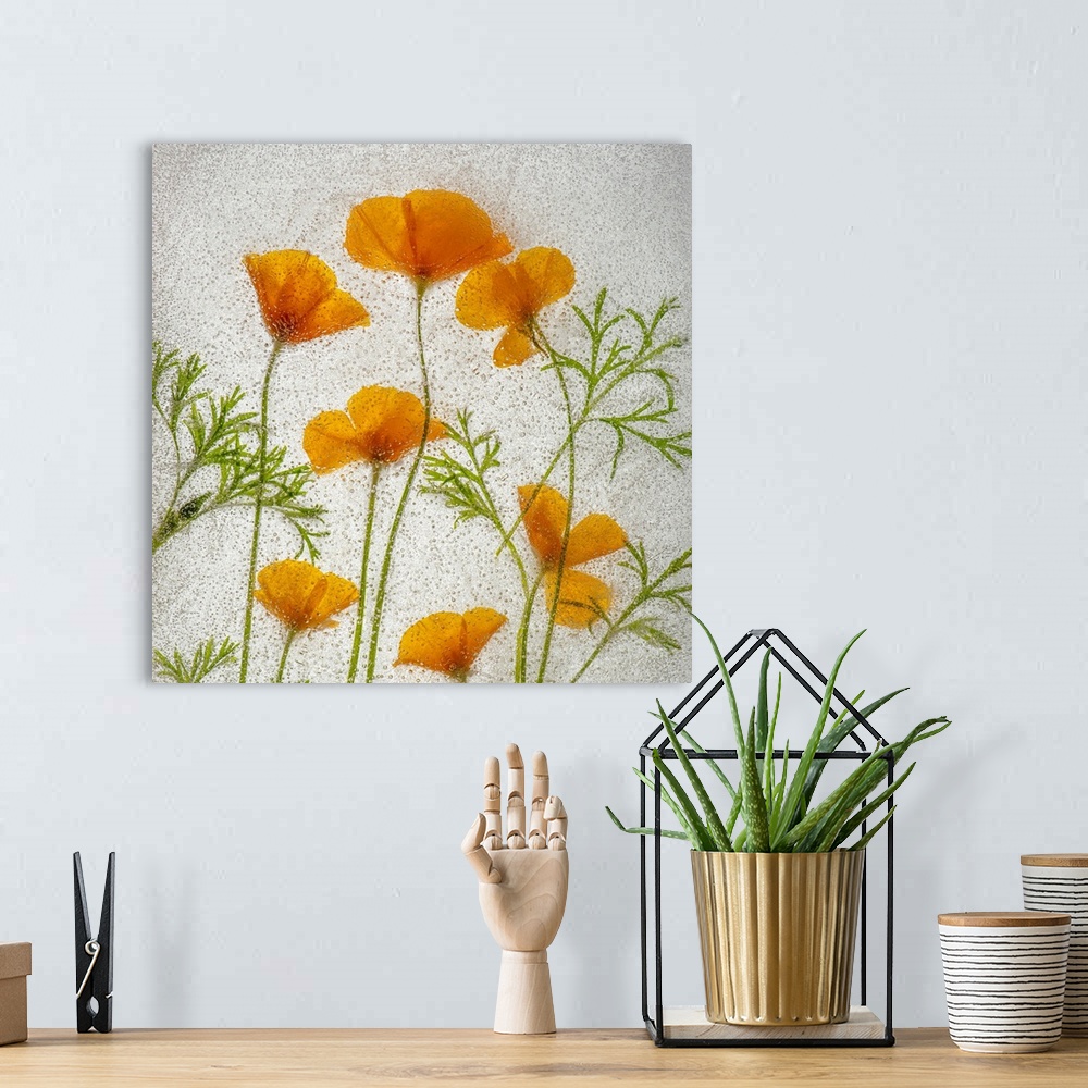 A bohemian room featuring California poppies in ice. Nature, Flora.