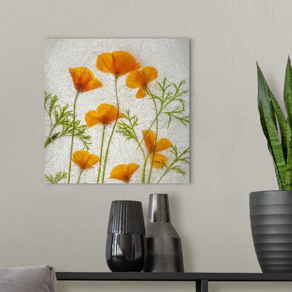 A modern room featuring California poppies in ice. Nature, Flora.