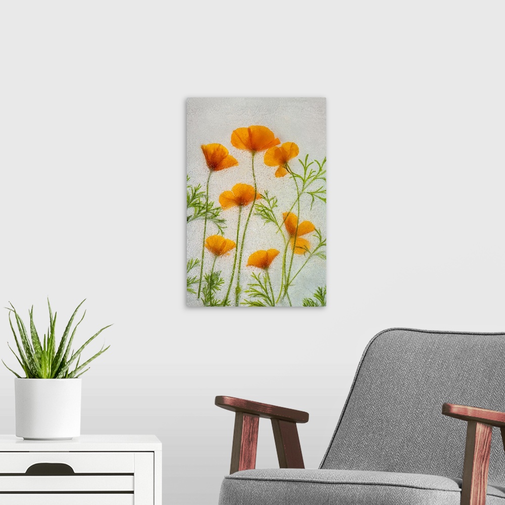 A modern room featuring California poppies in ice. Nature, Flora.