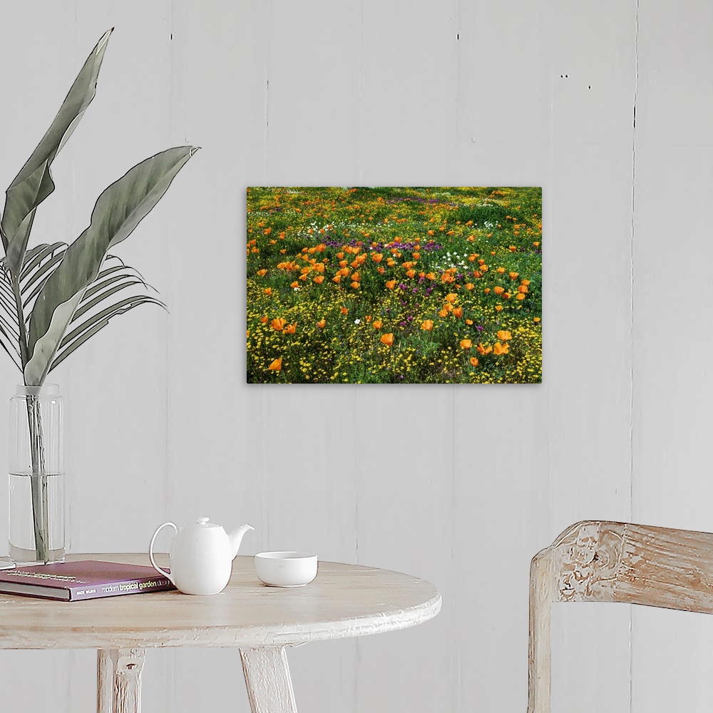 A farmhouse room featuring California Poppies Owl's Clover And Goldfield, Antelope Valley, California, USA