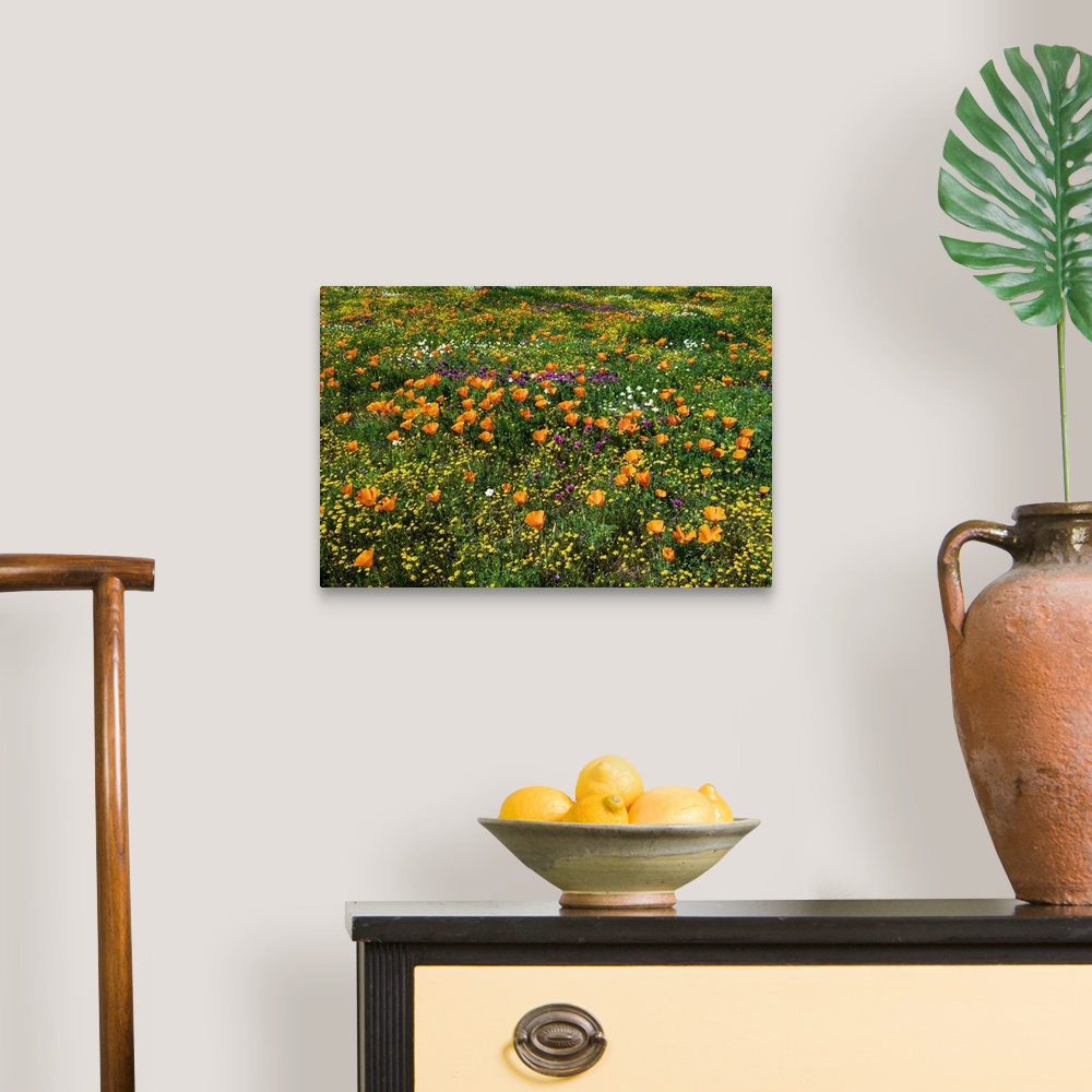 A traditional room featuring California Poppies Owl's Clover And Goldfield, Antelope Valley, California, USA