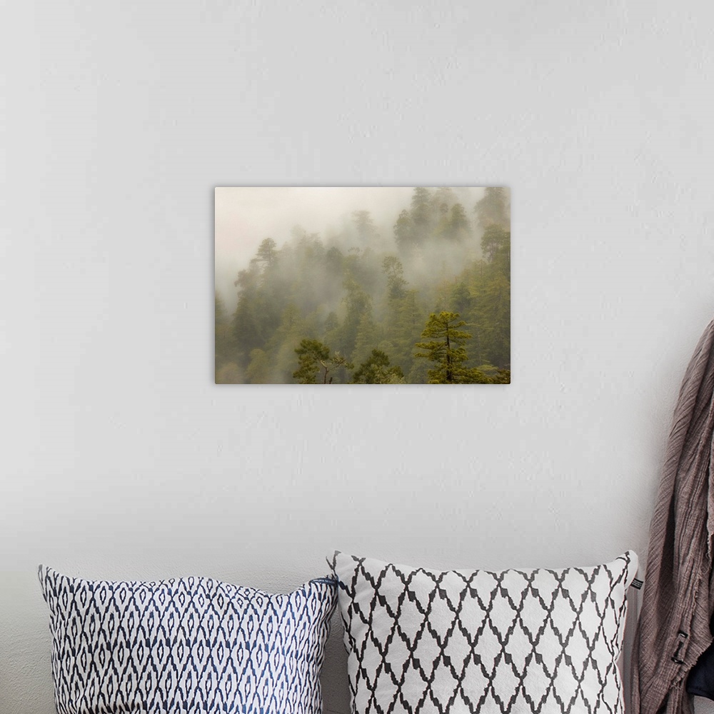 A bohemian room featuring USA, California, Redwood Creek Overlook, Redwood National Park. Fog covers redwood forest.