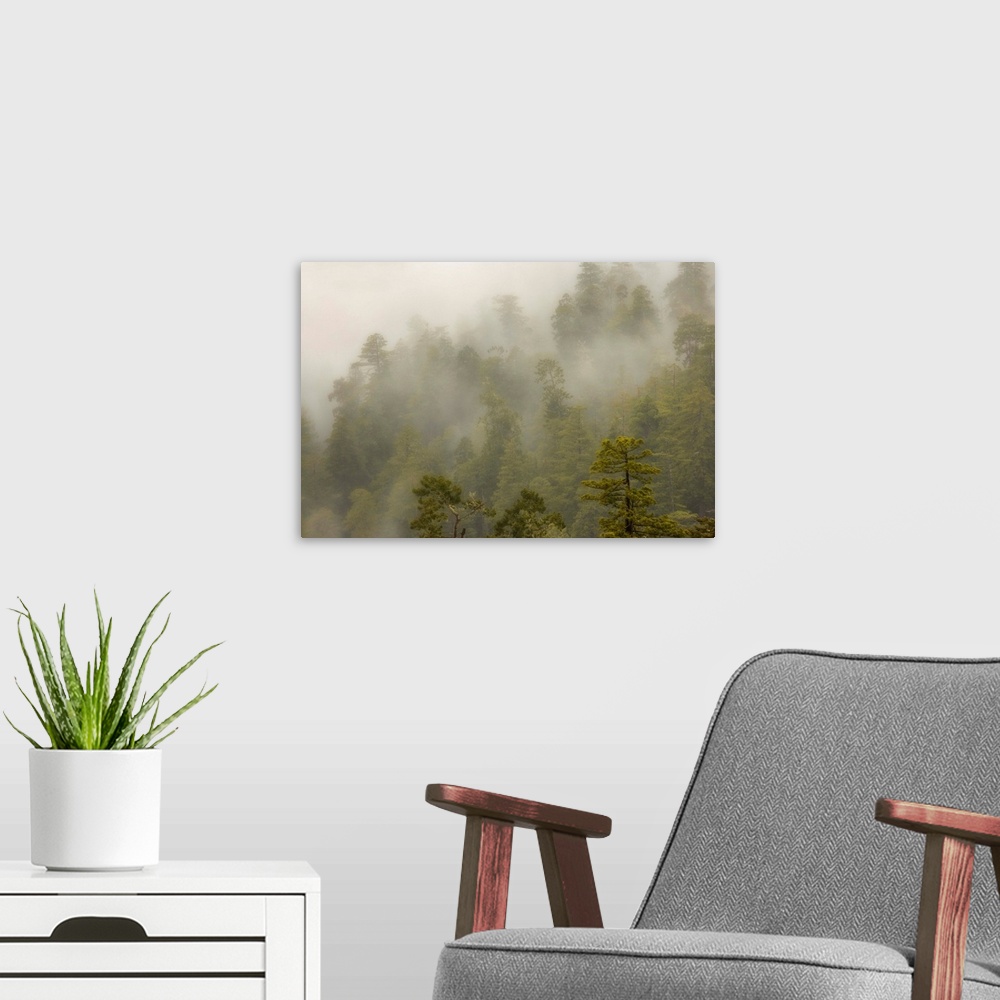 A modern room featuring USA, California, Redwood Creek Overlook, Redwood National Park. Fog covers redwood forest.