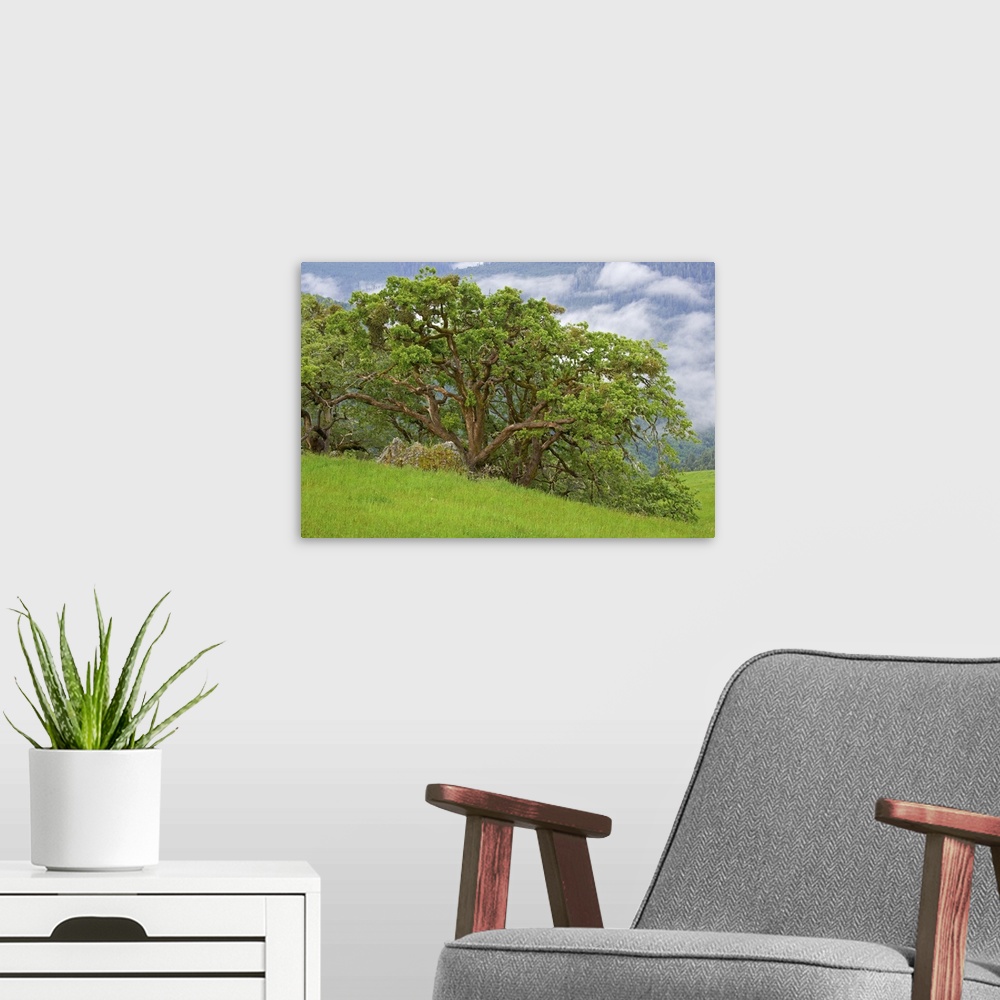 A modern room featuring USA, California, Redwood National Park. Large oak trees in mountain meadow.