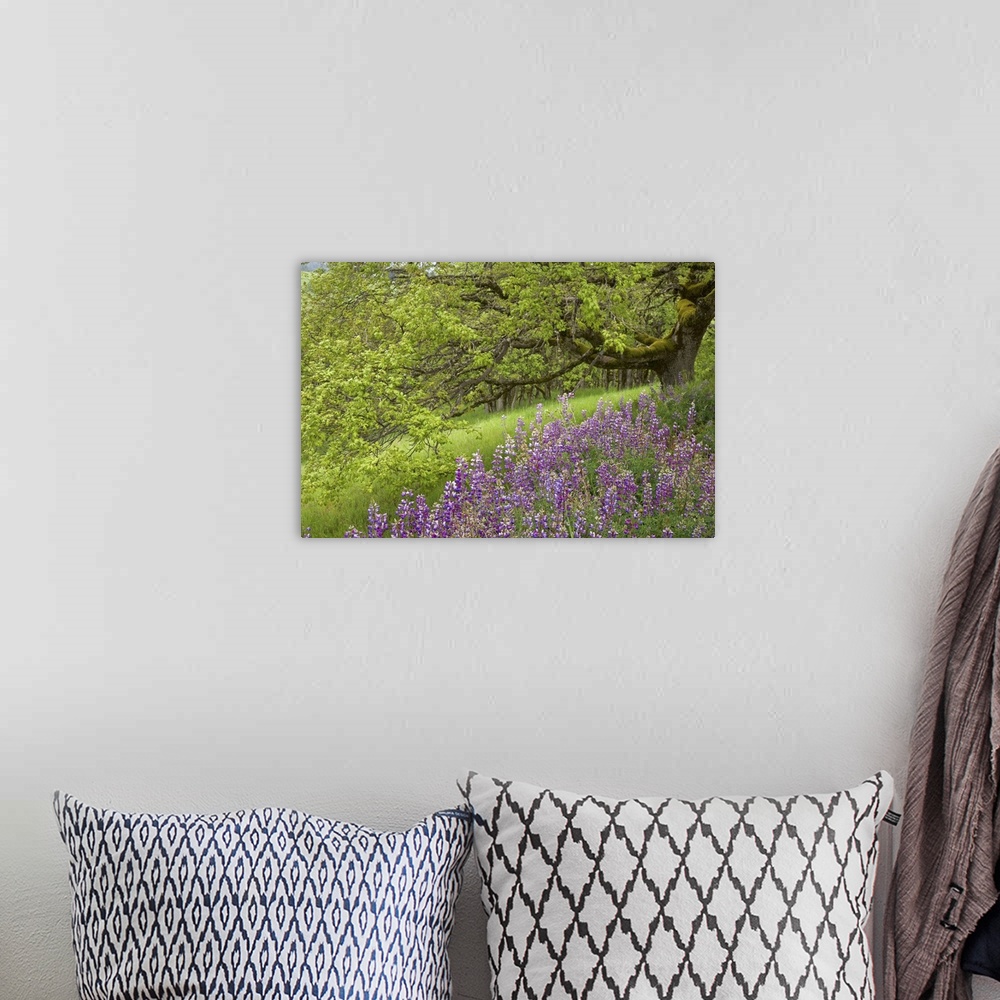 A bohemian room featuring California, Redwood National Park, Lupine flowers and Oak trees in springtime.
