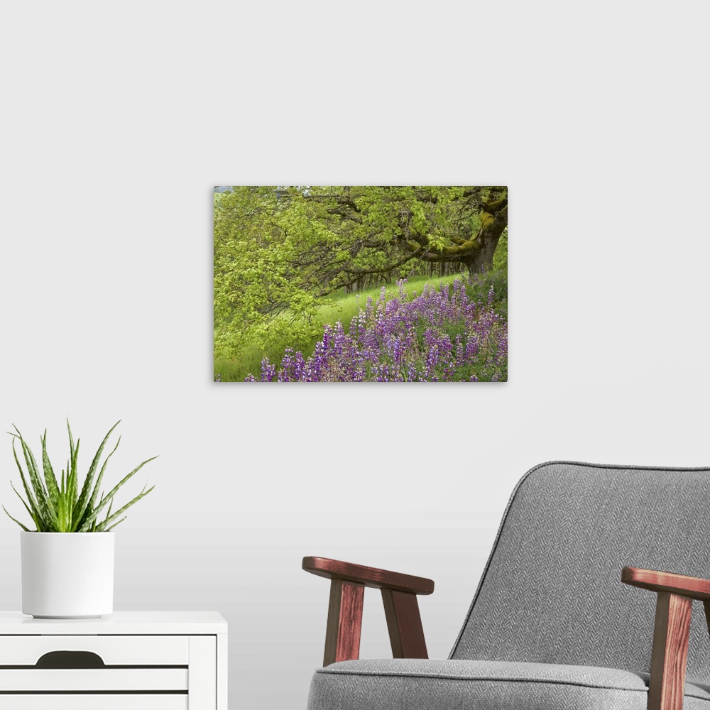 A modern room featuring California, Redwood National Park, Lupine flowers and Oak trees in springtime.