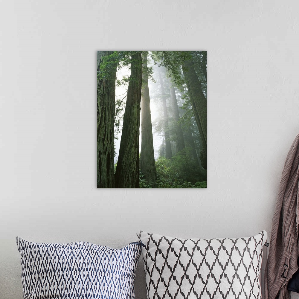 A bohemian room featuring USA, California, Redwood National Park, Redwoods in fog.