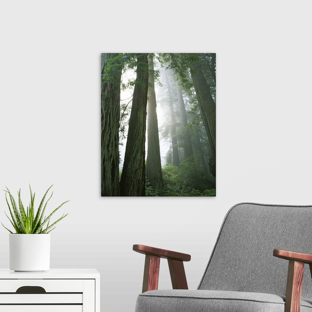 A modern room featuring USA, California, Redwood National Park, Redwoods in fog.