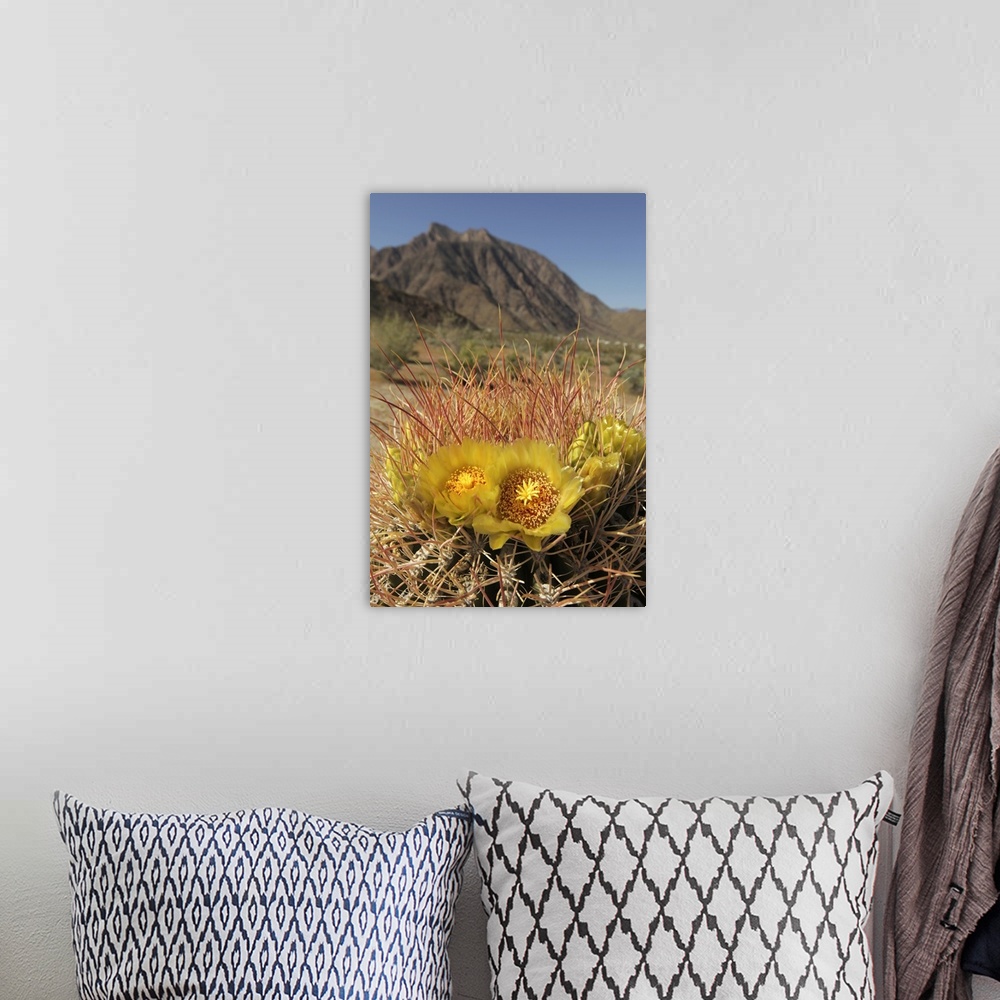A bohemian room featuring USA, California, San Diego County. Blooming Barrel Cactus at Anza-Borrego Desert State Park.