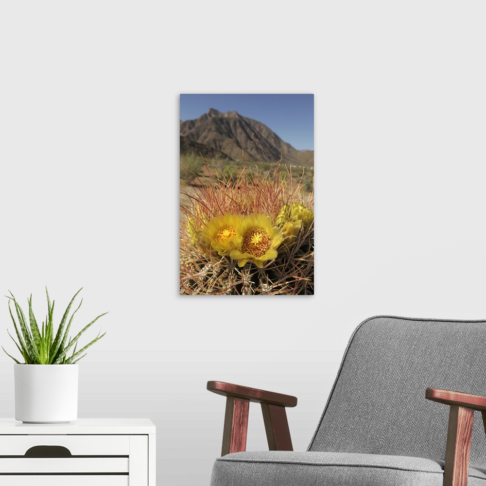 A modern room featuring USA, California, San Diego County. Blooming Barrel Cactus at Anza-Borrego Desert State Park.