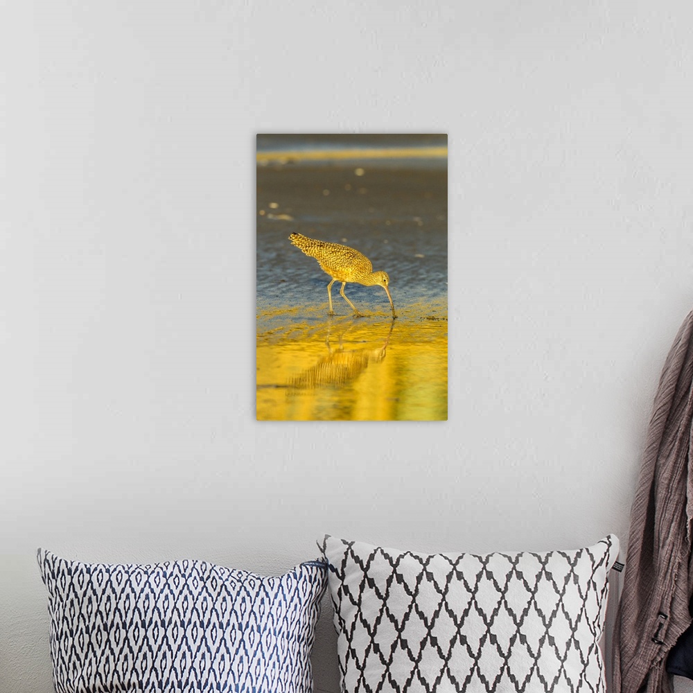 A bohemian room featuring USA, California, San Luis Obispo County. Long-billed curlew feeding at sunset. Credit: Cathy & Go...