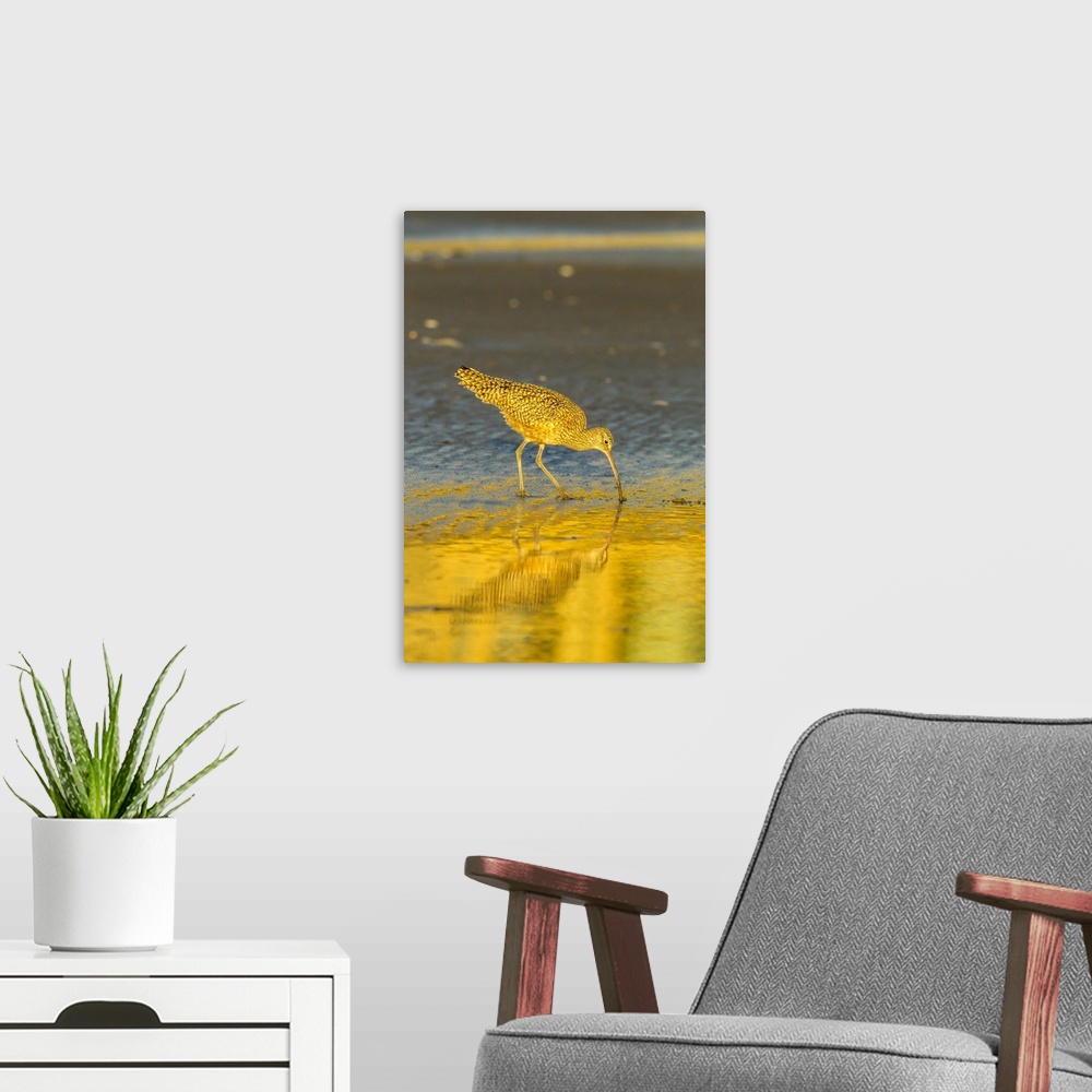 A modern room featuring USA, California, San Luis Obispo County. Long-billed curlew feeding at sunset. Credit: Cathy & Go...