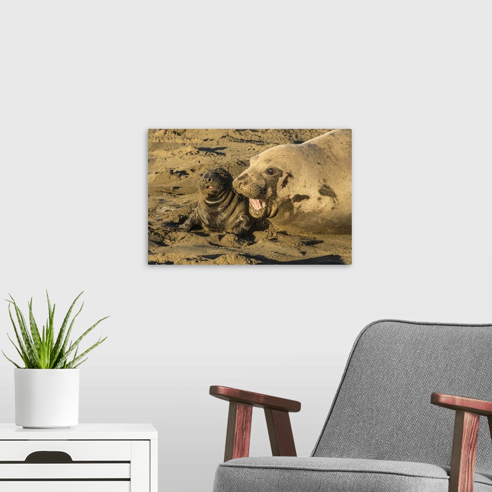 A modern room featuring USA, California, San Luis Obispo County. Northern elephant seal female and pup. Credit: Cathy & G...