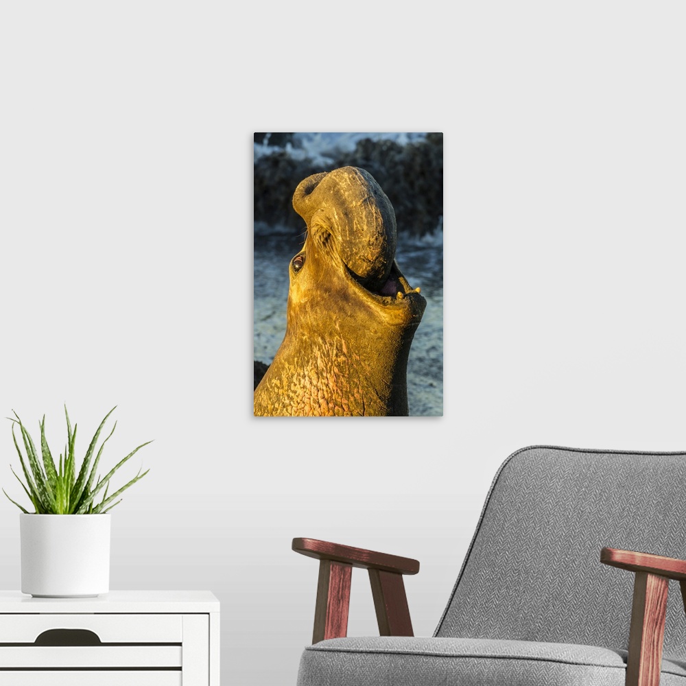 A modern room featuring USA, California, San Luis Obispo County. Northern elephant seal male calling. Credit: Cathy & Gor...