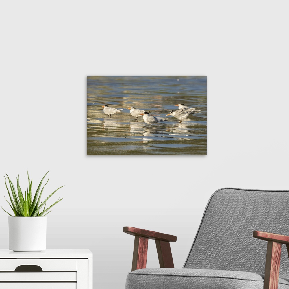 A modern room featuring USA, California, San Luis Obispo County. Royal terns reflect in shore water. Credit: Cathy & Gord...