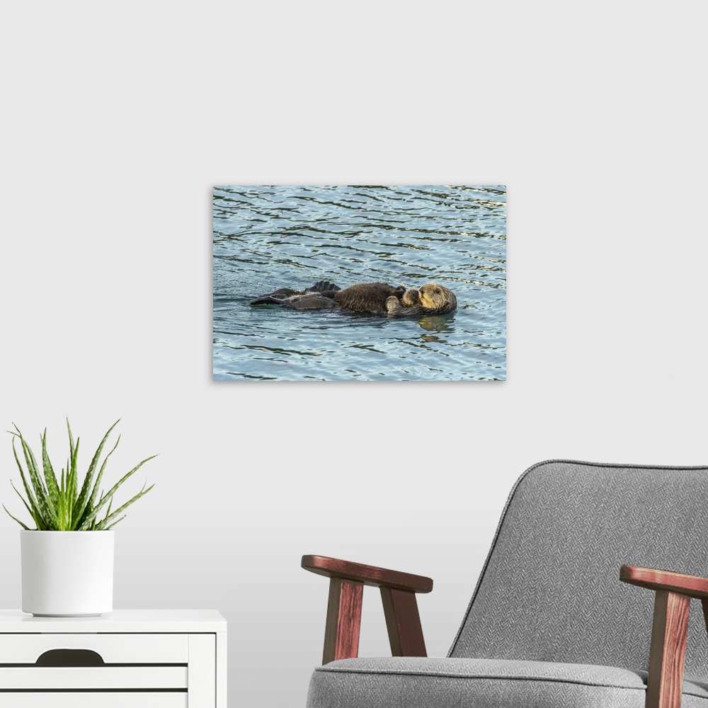 A modern room featuring USA, California, San Luis Obispo County. Sea otter mom and pup. Credit: Cathy & Gordon Illg / Jay...