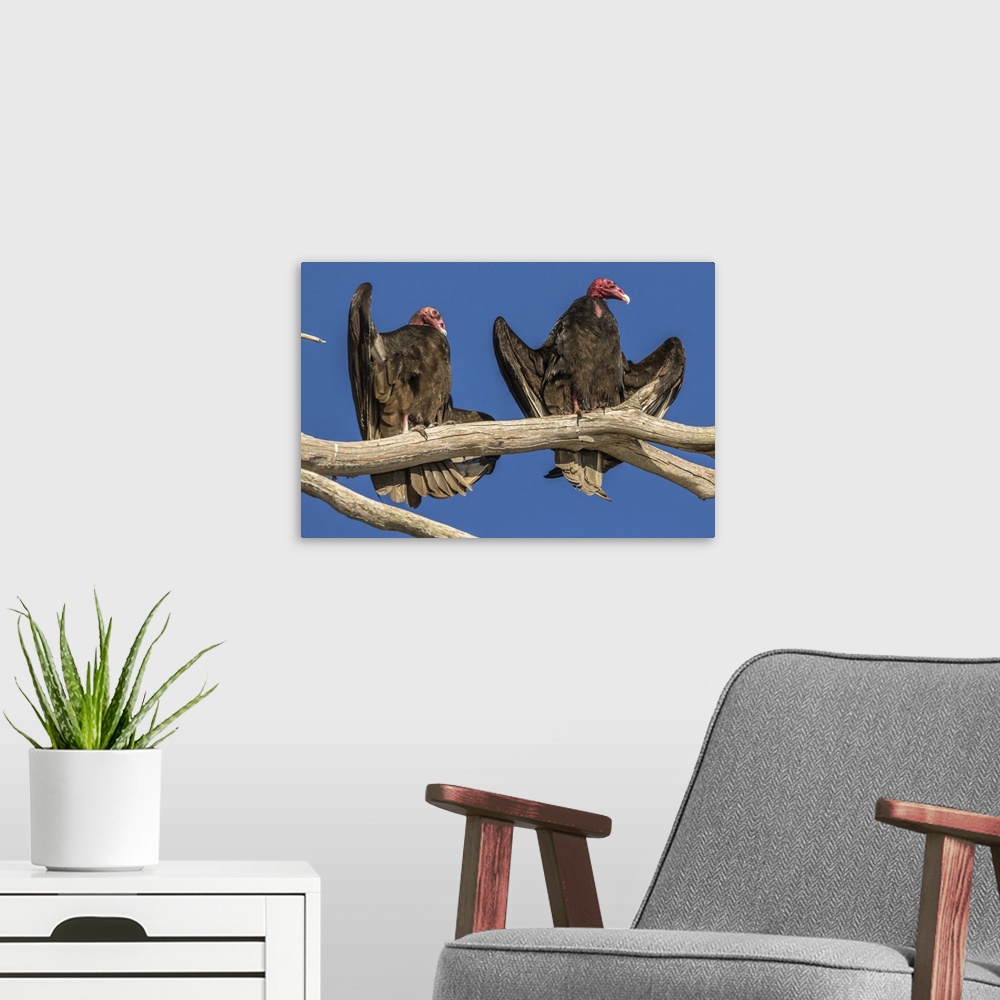 A modern room featuring USA, California, San Luis Obispo County. Turkey vultures close-up on limb. Credit: Cathy & Gordon...