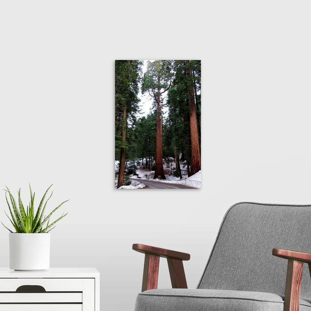 A modern room featuring Giant redwood trees in Sequoia National Park, California.