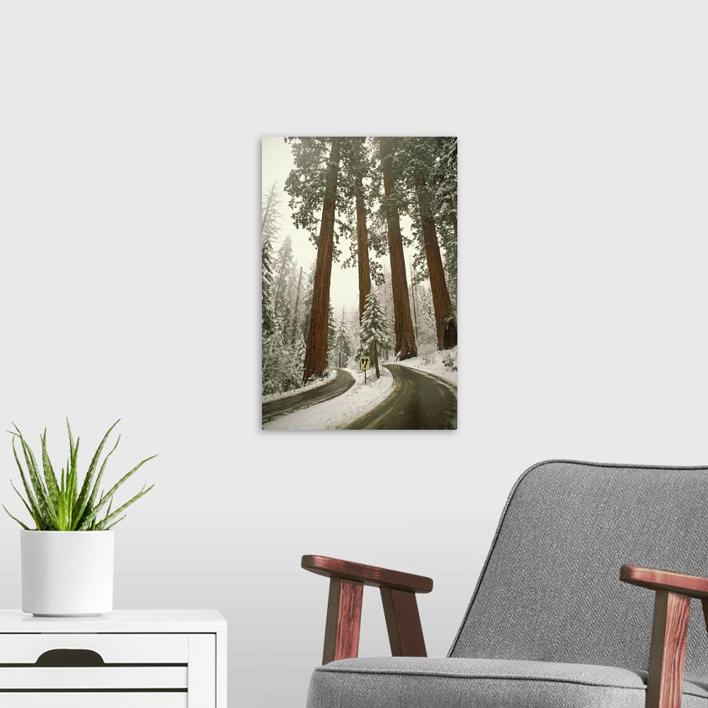 A modern room featuring USA, California, Sequoia National Park. Spring snowfall at southwest entrance into park.