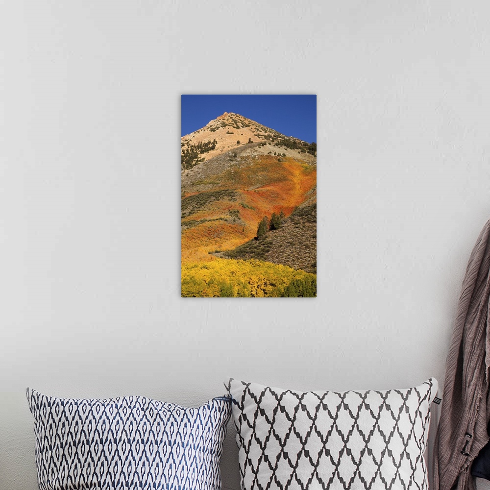 A bohemian room featuring USA, California, Sierra Nevada Mountains. Autumn color on mountain near North Lake.
