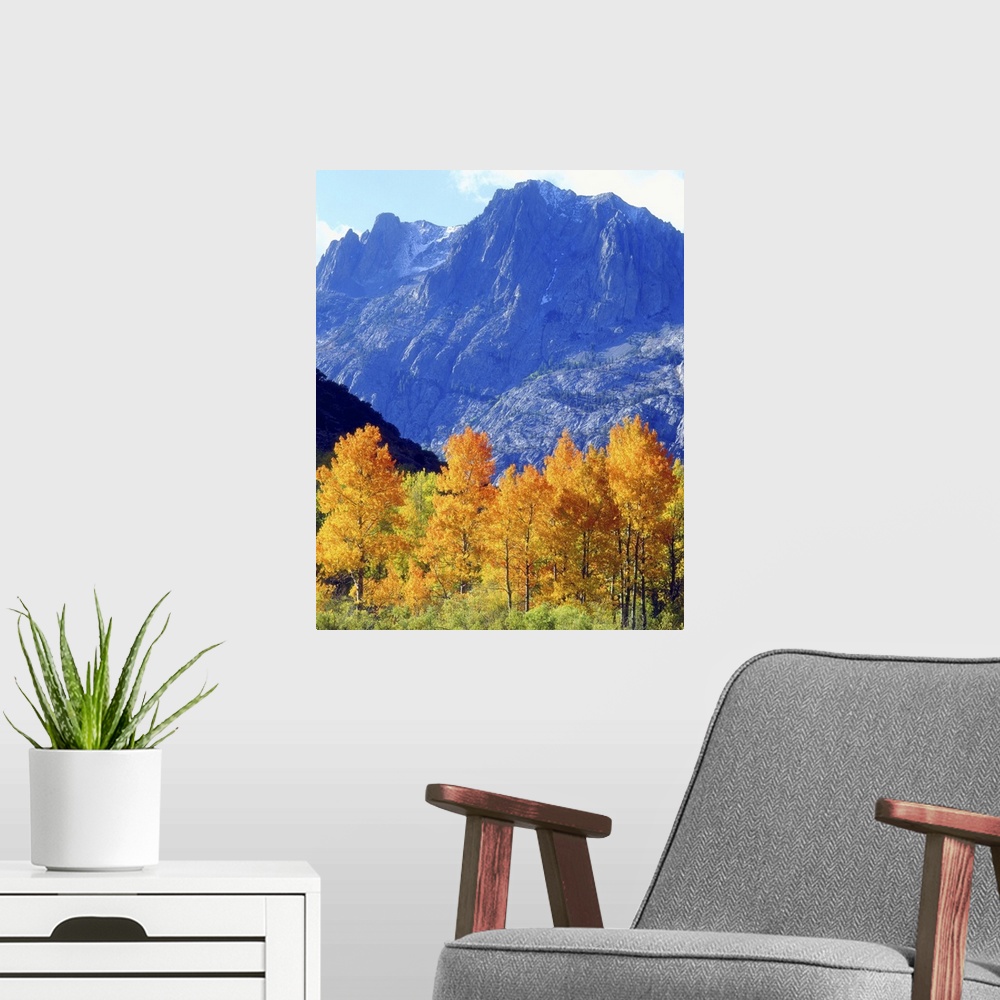 A modern room featuring USA, California, Sierra Nevada Mountains. Autumn colors on trees in valley.