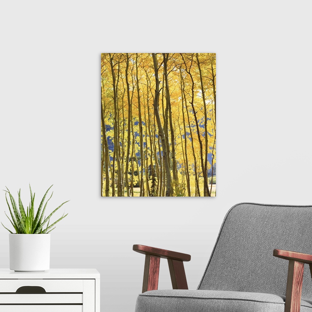A modern room featuring USA, California, Sierra Nevada Mountains. Fall colors of aspen trees in sunshine.