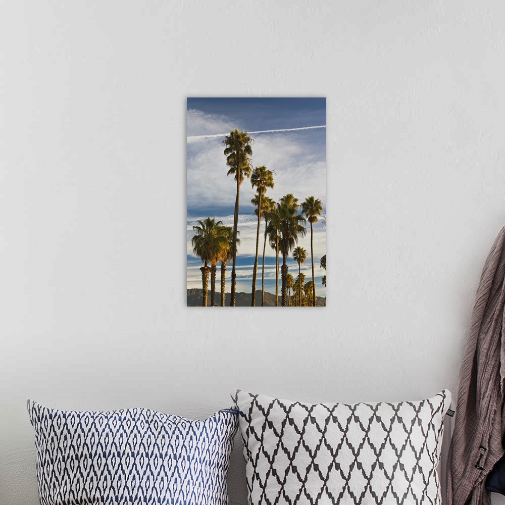 A bohemian room featuring USA, California, Southern California, Santa Barbara, Cabrillo Boulevard, palms, morning