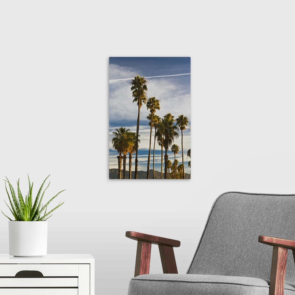 A modern room featuring USA, California, Southern California, Santa Barbara, Cabrillo Boulevard, palms, morning