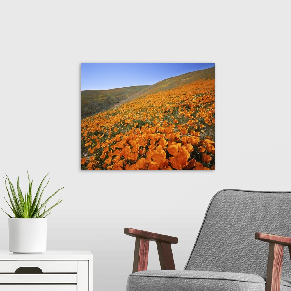 A modern room featuring USA, California, Tehachapi Mountains, California Poppies.